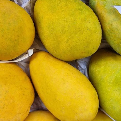 BADAMI MANGOES (5/6'S)